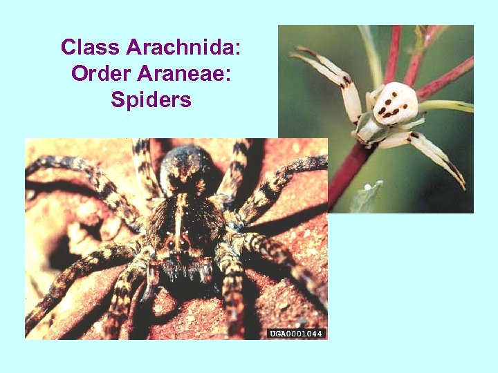 Class Arachnida: Order Araneae: Spiders 