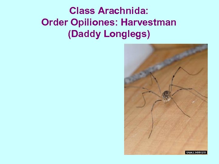 Class Arachnida: Order Opiliones: Harvestman (Daddy Longlegs) 
