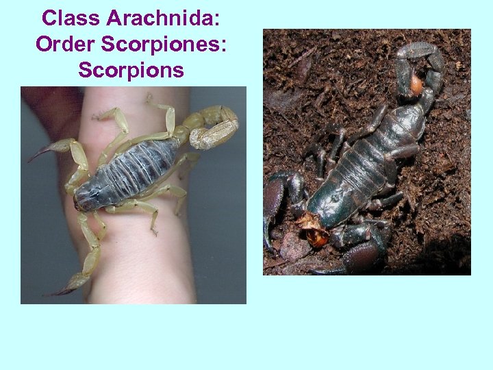 Class Arachnida: Order Scorpiones: Scorpions 