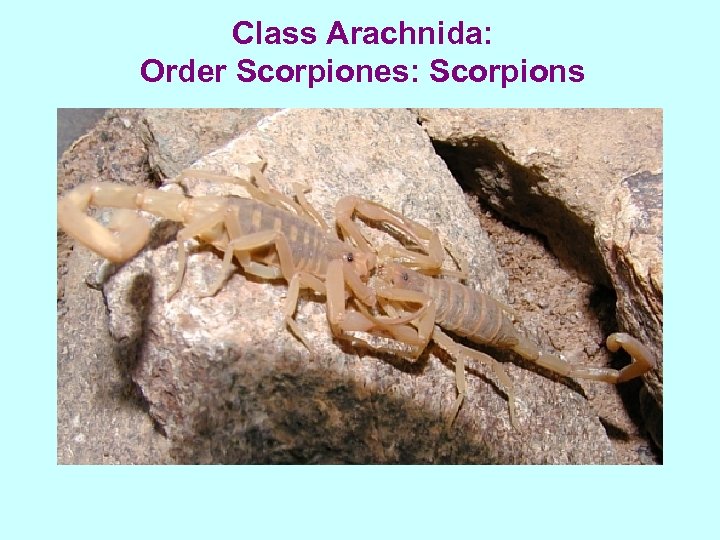 Class Arachnida: Order Scorpiones: Scorpions 
