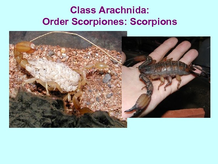Class Arachnida: Order Scorpiones: Scorpions 