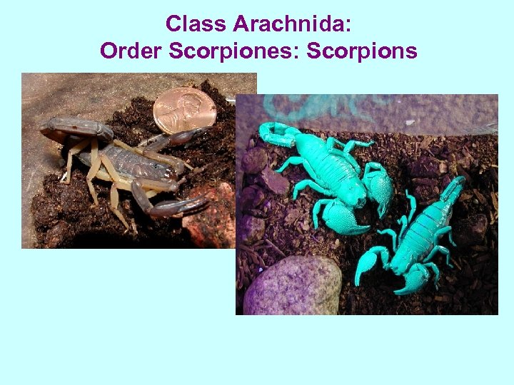 Class Arachnida: Order Scorpiones: Scorpions 