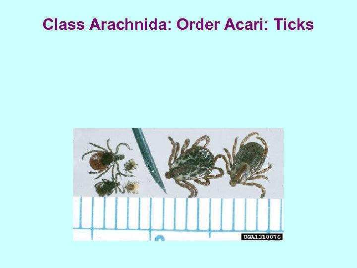 Class Arachnida: Order Acari: Ticks 