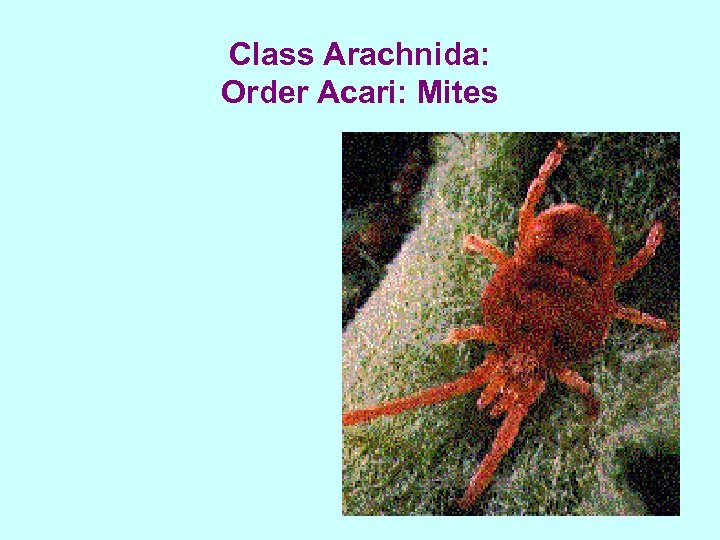 Class Arachnida: Order Acari: Mites 