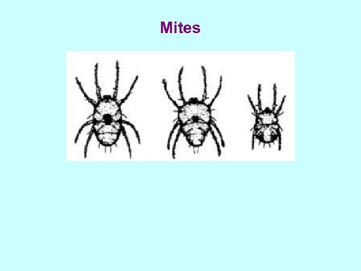 Mites 