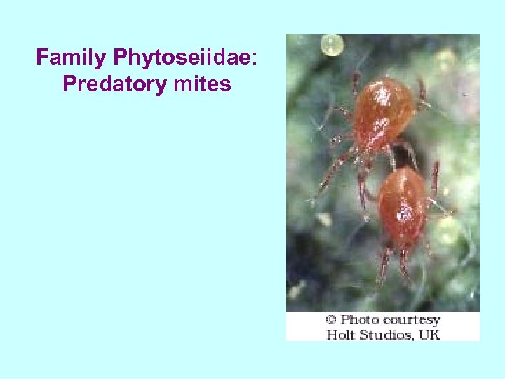 Family Phytoseiidae: Predatory mites 