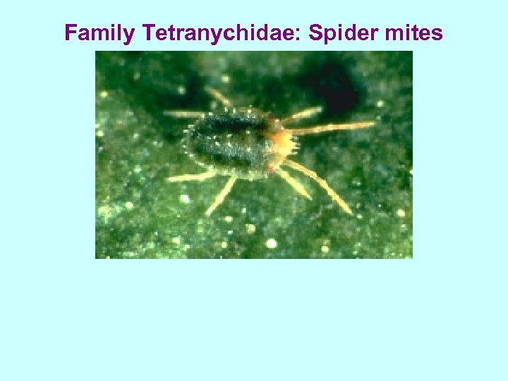 Family Tetranychidae: Spider mites 