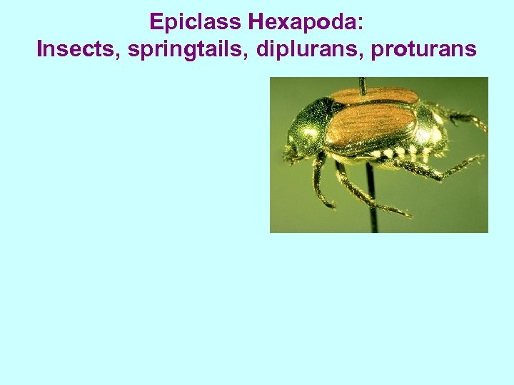Epiclass Hexapoda: Insects, springtails, diplurans, proturans 