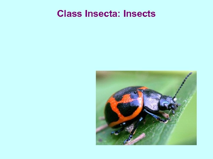 Class Insecta: Insects 