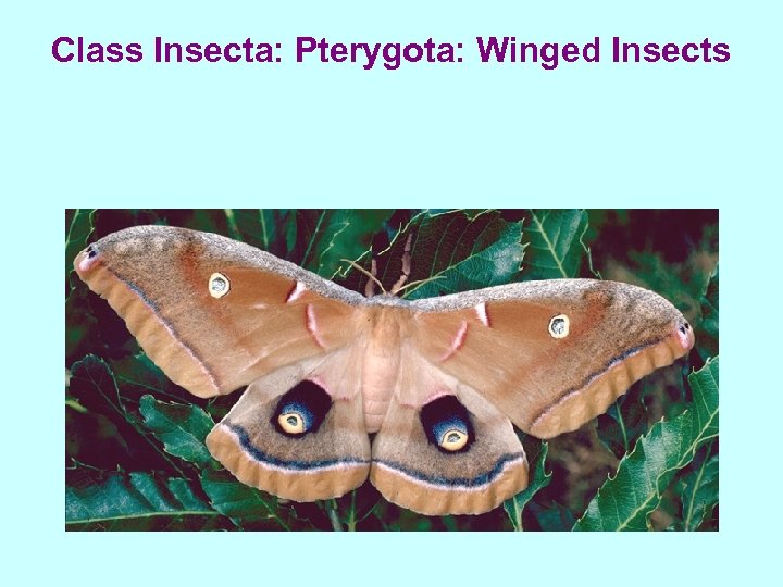 Class Insecta: Pterygota: Winged Insects 