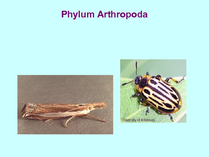 Phylum Arthropoda 
