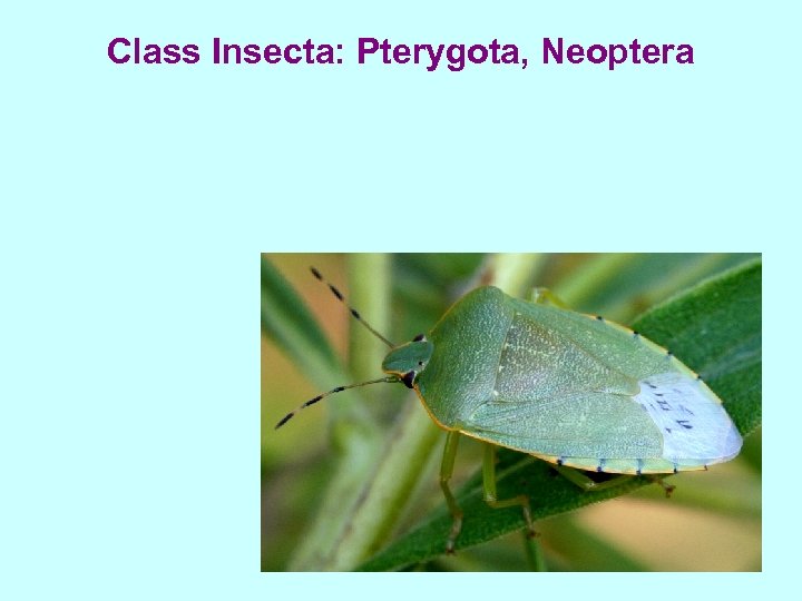 Class Insecta: Pterygota, Neoptera 