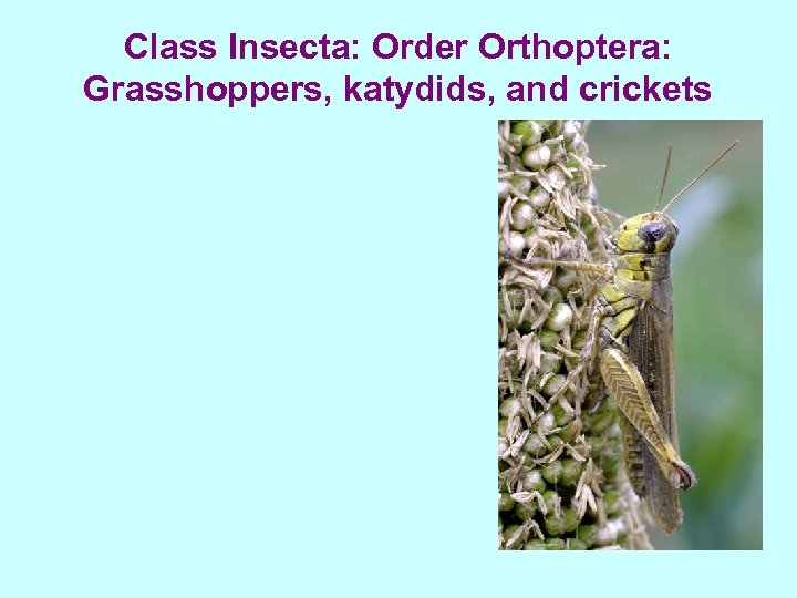 Class Insecta: Order Orthoptera: Grasshoppers, katydids, and crickets 