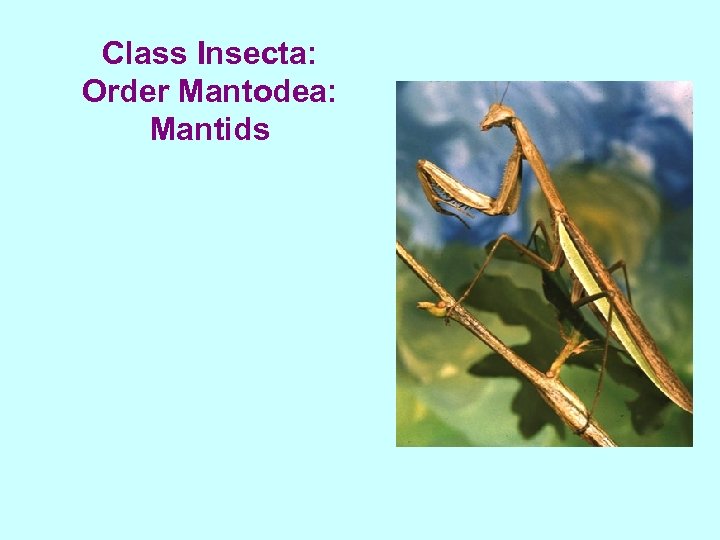 Class Insecta: Order Mantodea: Mantids 