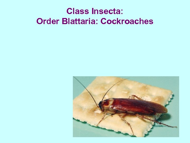 Class Insecta: Order Blattaria: Cockroaches 