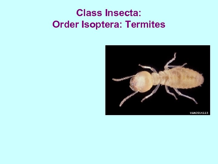 Class Insecta: Order Isoptera: Termites 