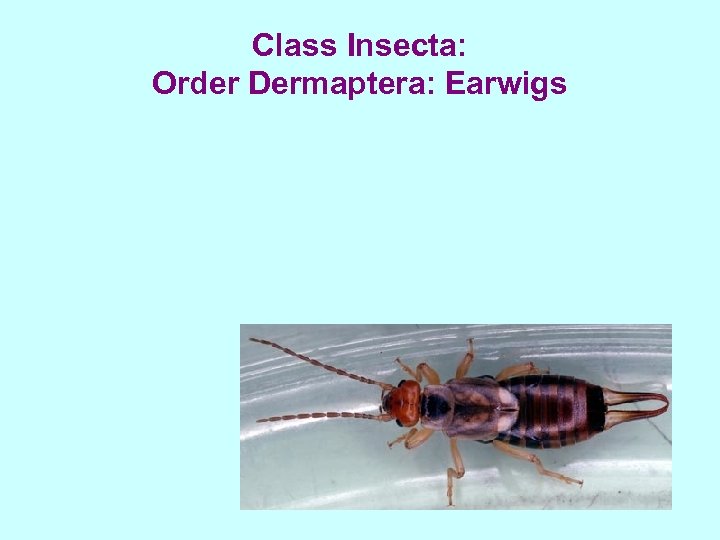 Class Insecta: Order Dermaptera: Earwigs 