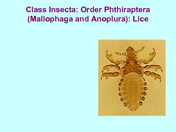 Class Insecta: Order Phthiraptera (Mallophaga and Anoplura): Lice 