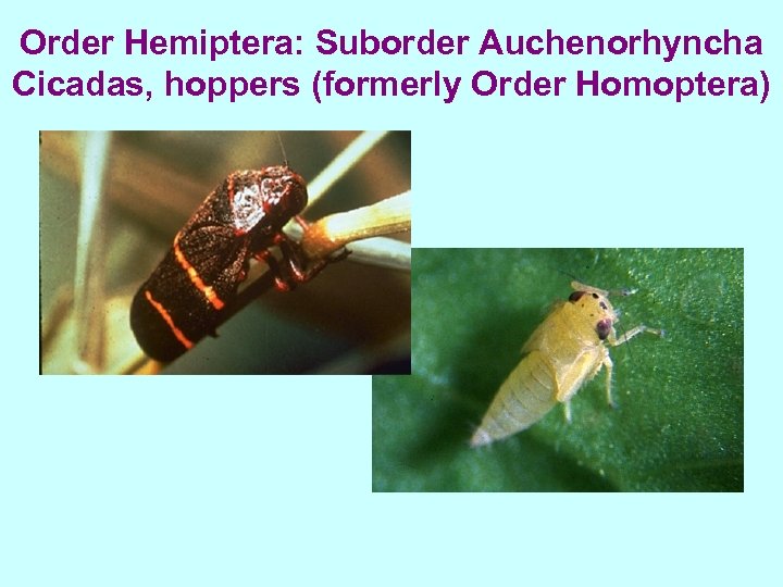 Order Hemiptera: Suborder Auchenorhyncha Cicadas, hoppers (formerly Order Homoptera) 
