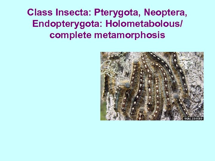 Class Insecta: Pterygota, Neoptera, Endopterygota: Holometabolous/ complete metamorphosis 