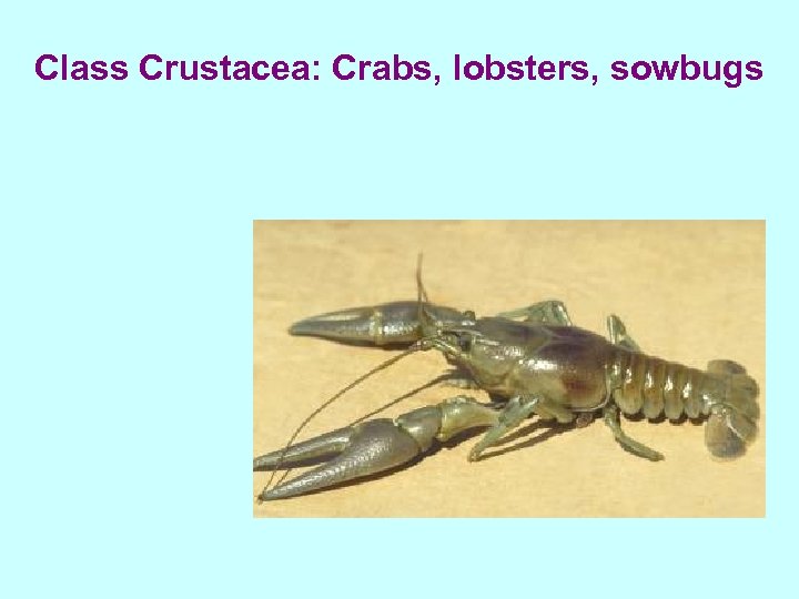 Class Crustacea: Crabs, lobsters, sowbugs 
