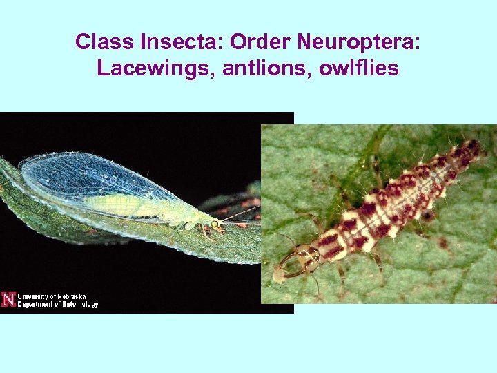Class Insecta: Order Neuroptera: Lacewings, antlions, owlflies 