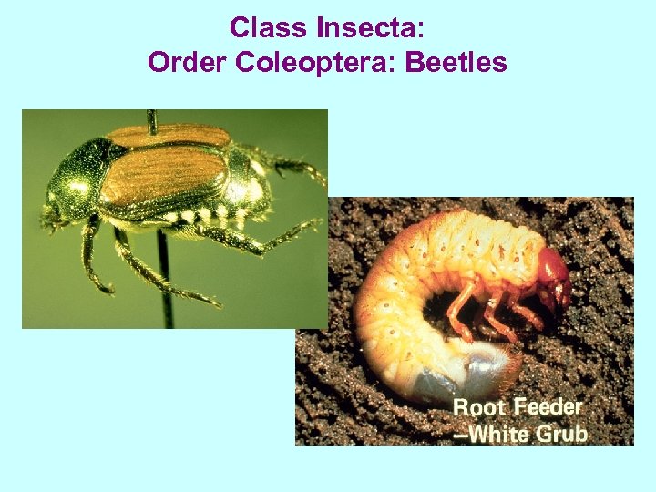 Class Insecta: Order Coleoptera: Beetles 