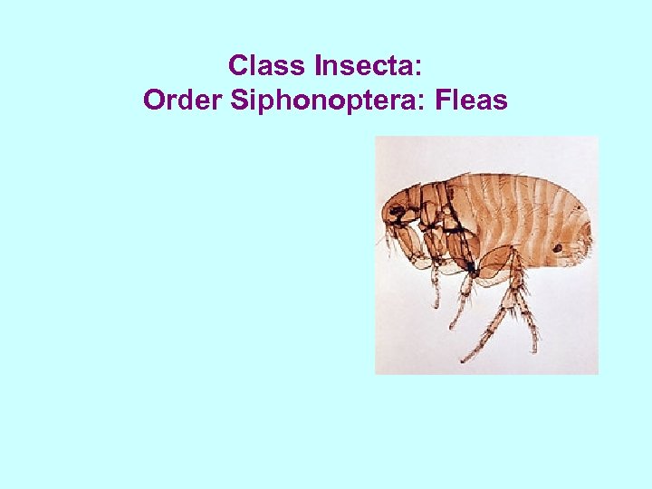 Class Insecta: Order Siphonoptera: Fleas 