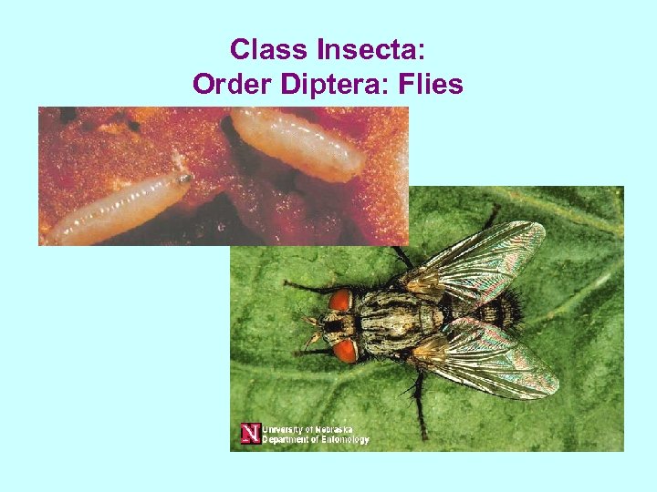 Class Insecta: Order Diptera: Flies 