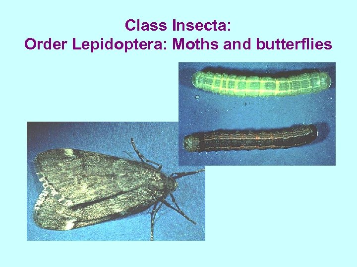 Class Insecta: Order Lepidoptera: Moths and butterflies 
