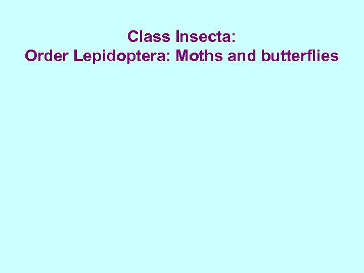 Class Insecta: Order Lepidoptera: Moths and butterflies 