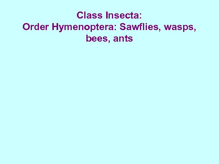 Class Insecta: Order Hymenoptera: Sawflies, wasps, bees, ants 