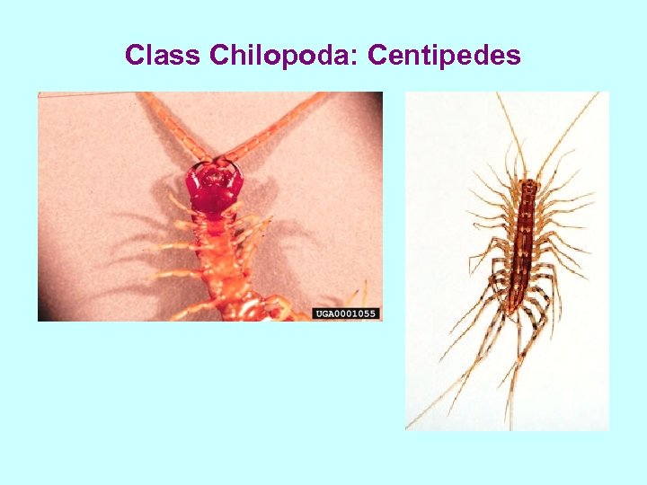 Class Chilopoda: Centipedes 