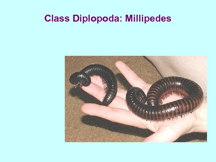 Class Diplopoda: Millipedes 