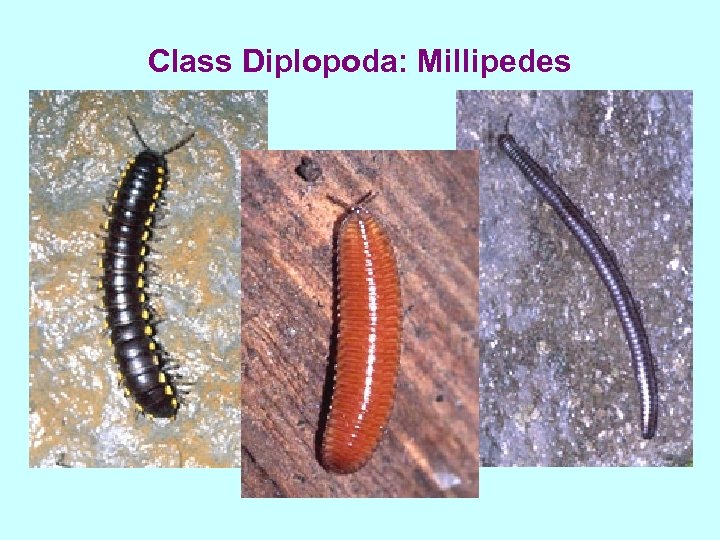 Class Diplopoda: Millipedes 