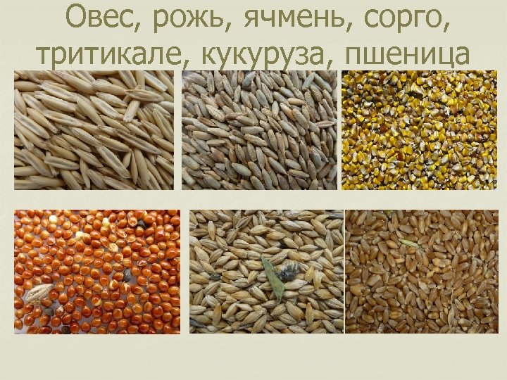 Овес, рожь, ячмень, сорго, тритикале, кукуруза, пшеница 