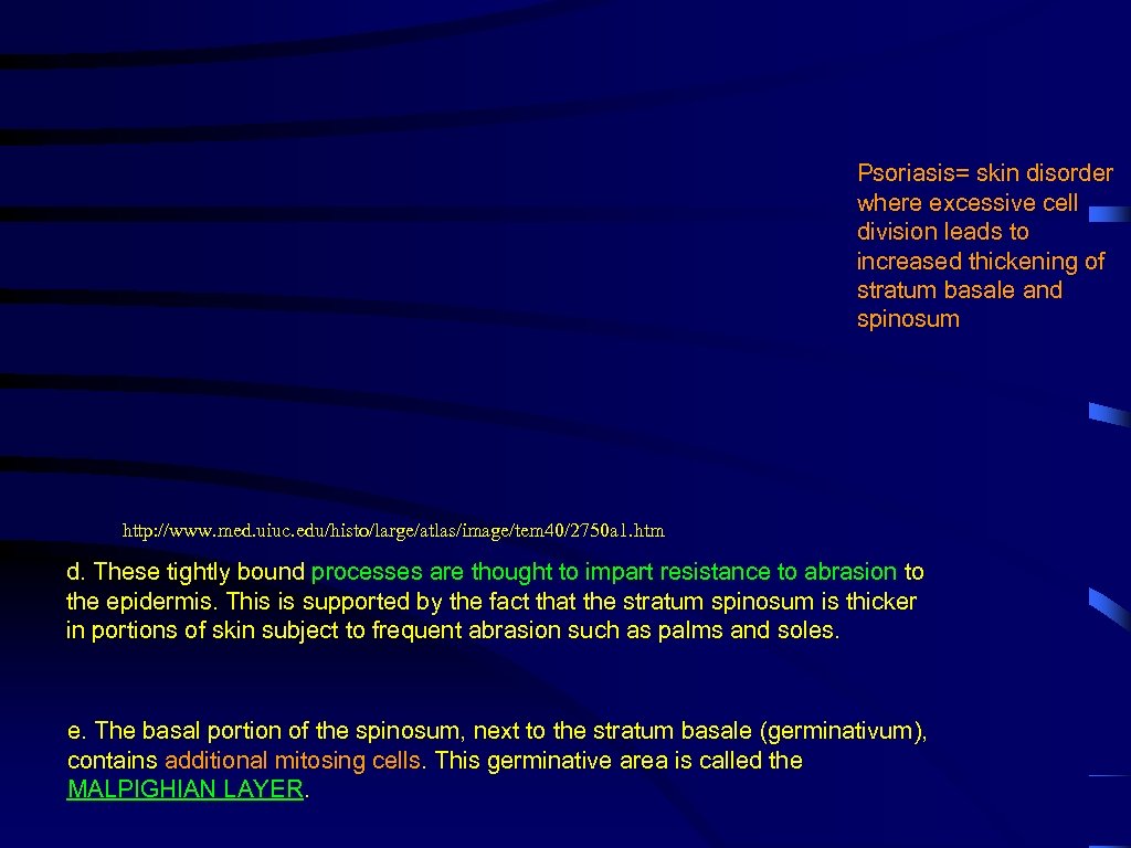 Psoriasis= skin disorder where excessive cell division leads to increased thickening of stratum basale