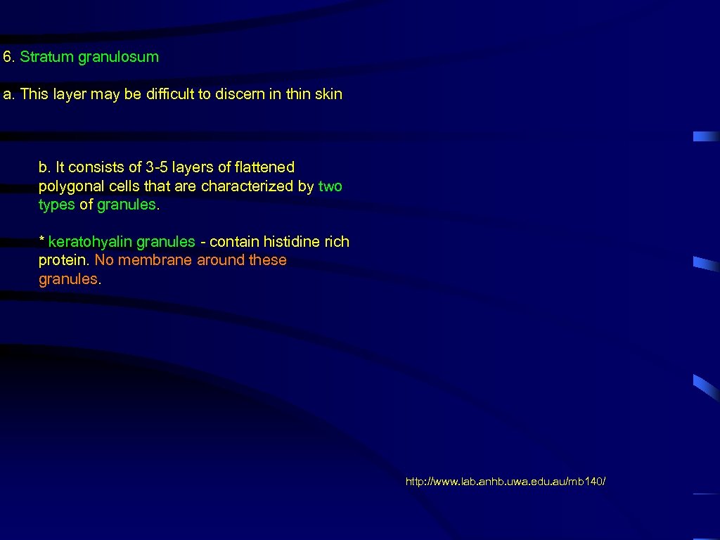 6. Stratum granulosum a. This layer may be difficult to discern in thin skin
