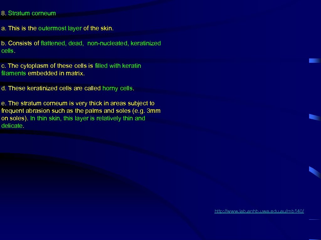 8. Stratum corneum a. This is the outermost layer of the skin. b. Consists