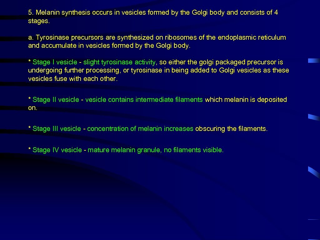 5. Melanin synthesis occurs in vesicles formed by the Golgi body and consists of