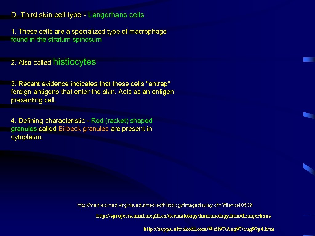 D. Third skin cell type - Langerhans cells 1. These cells are a specialized
