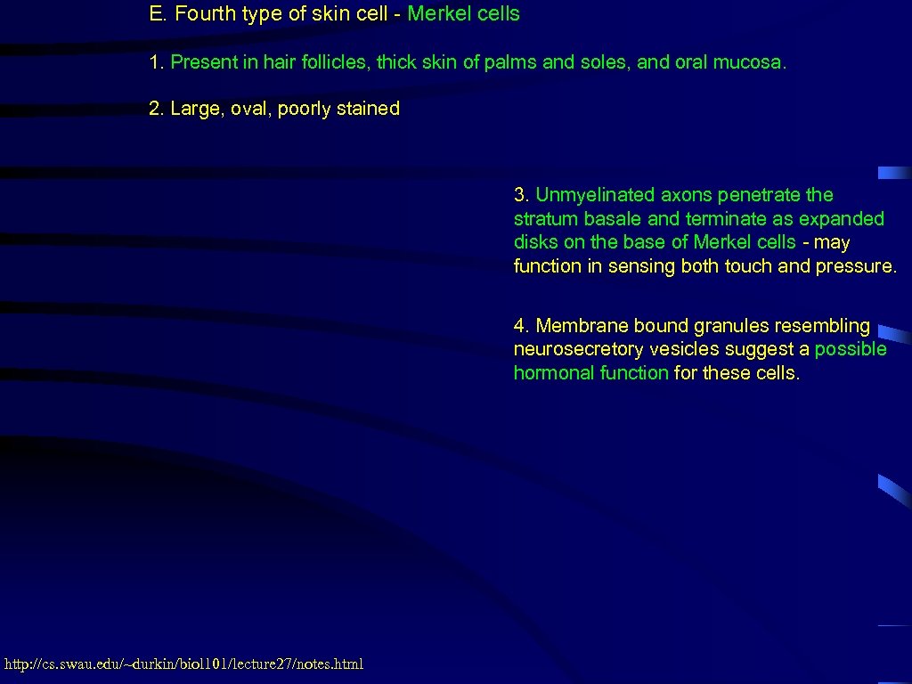 E. Fourth type of skin cell - Merkel cells 1. Present in hair follicles,