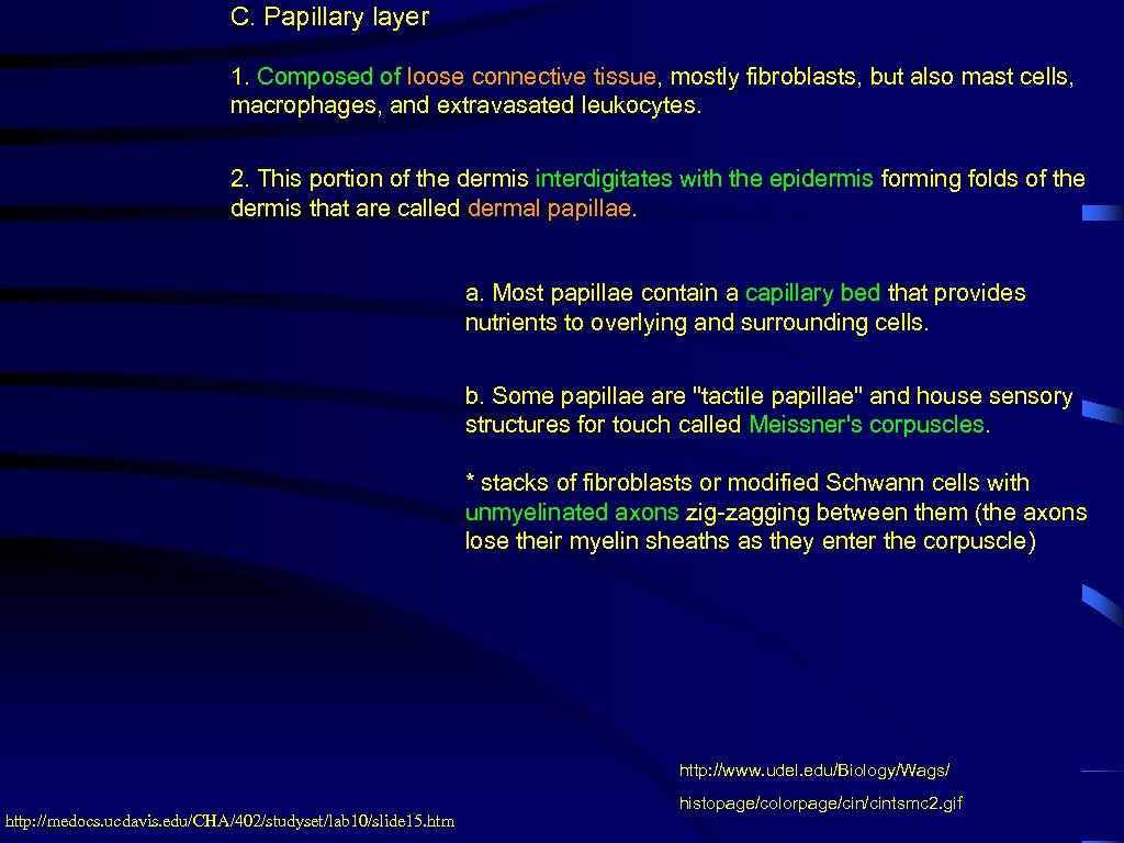 C. Papillary layer 1. Composed of loose connective tissue, mostly fibroblasts, but also mast