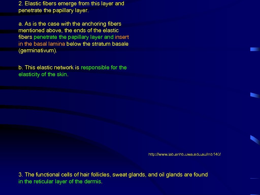 2. Elastic fibers emerge from this layer and penetrate the papillary layer. a. As