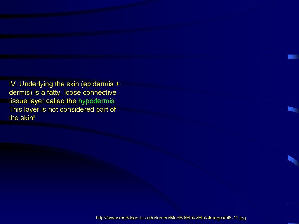 IV. Underlying the skin (epidermis + dermis) is a fatty, loose connective tissue layer