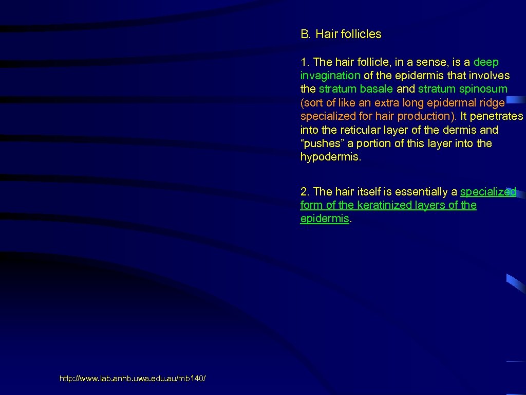 B. Hair follicles 1. The hair follicle, in a sense, is a deep invagination