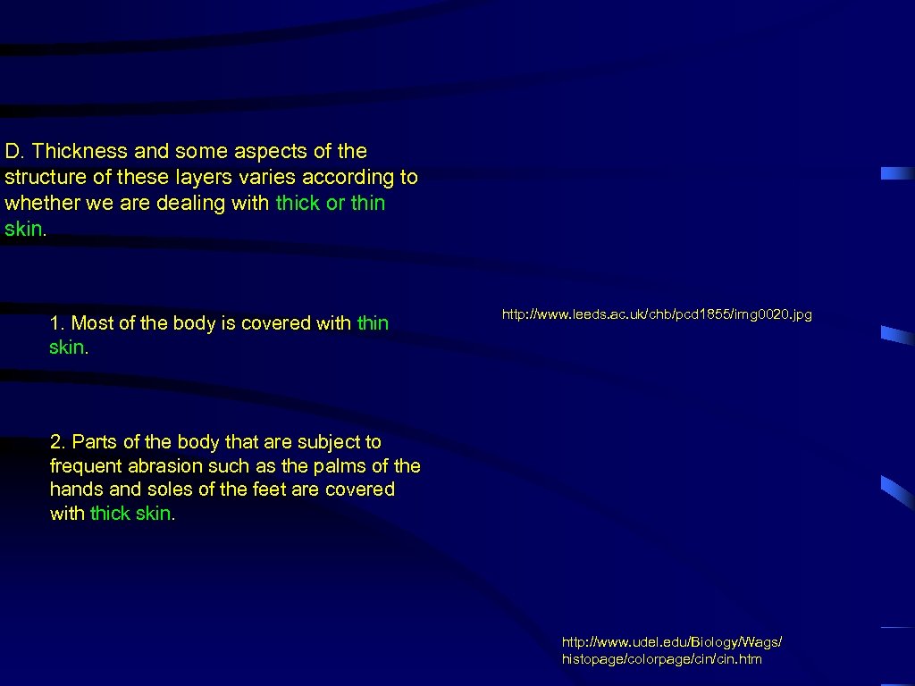 D. Thickness and some aspects of the structure of these layers varies according to