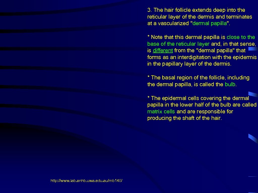 3. The hair follicle extends deep into the reticular layer of the dermis and