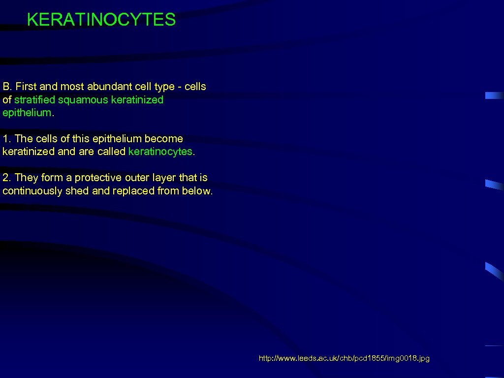 KERATINOCYTES B. First and most abundant cell type - cells of stratified squamous keratinized