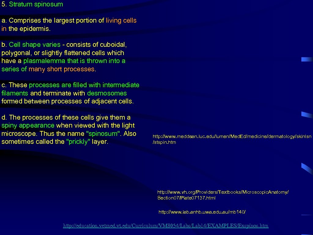 5. Stratum spinosum a. Comprises the largest portion of living cells in the epidermis.